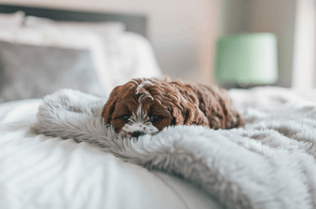 PetSpa Mascotas Van Gogh