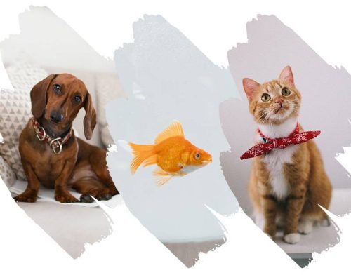 Mascotas en Apartamentos